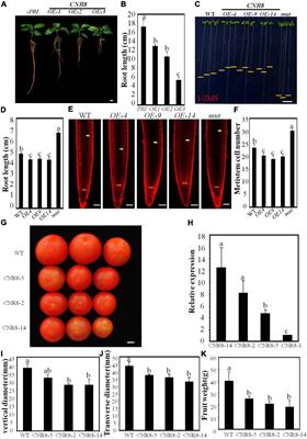 The SUMO E3 Ligase MdSIZ1 Sumoylates a Cell Number Regulator MdCNR8 to Control Organ Size